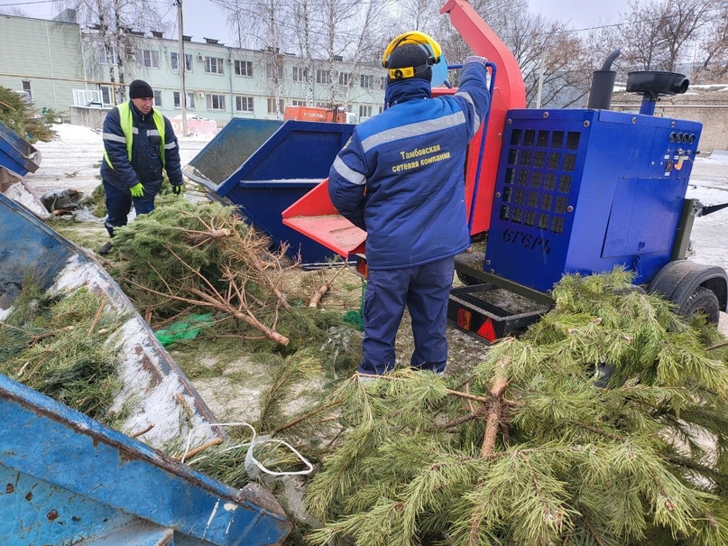 «Тамбовская сетевая компания» отправит новогодние ёлки тамбовчан и мичуринцев на переработку