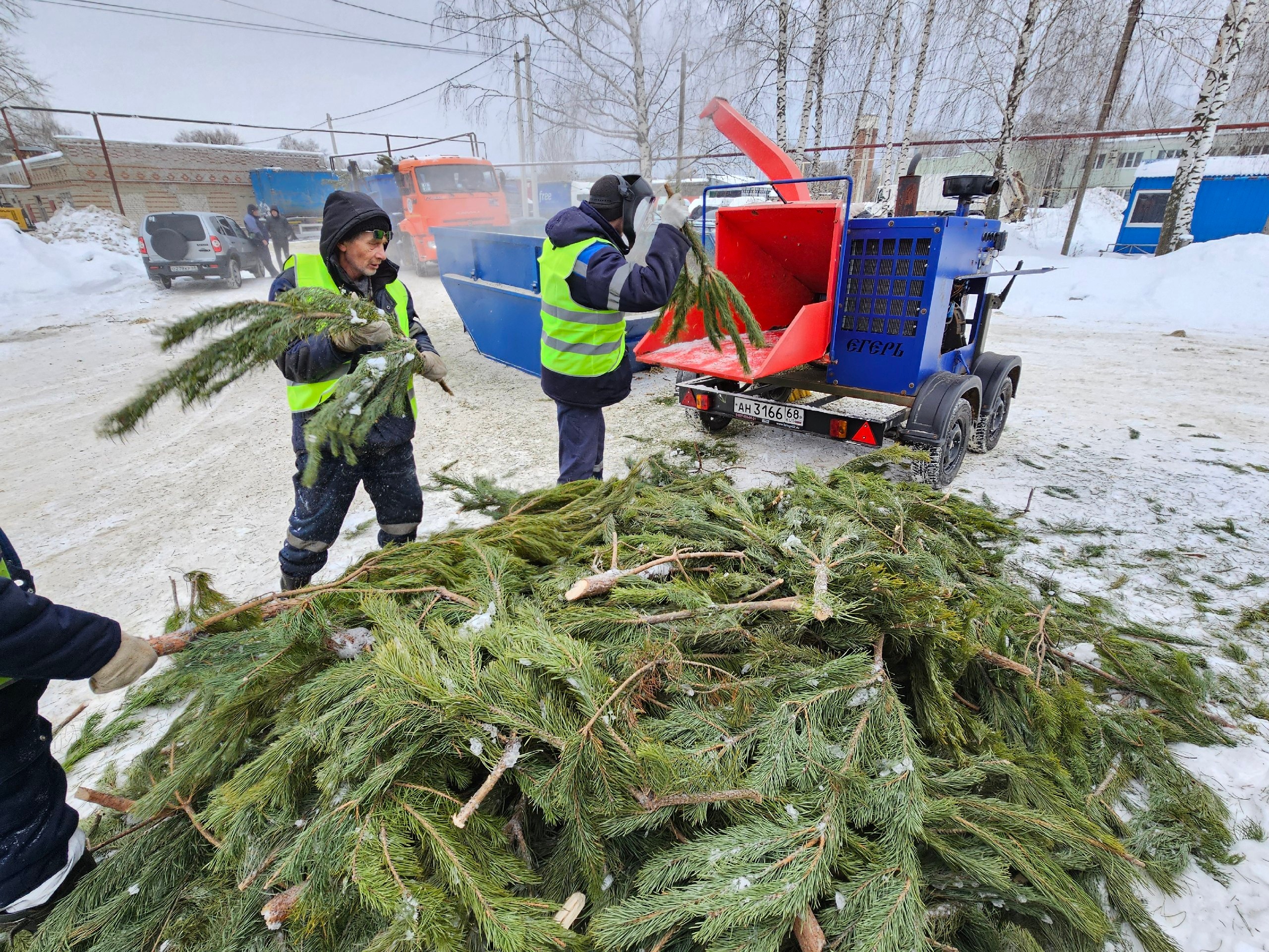 «Тамбовская сетевая компания» отправила на переработку более 500 кубометров новогодних ёлок