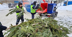 «Тамбовская сетевая компания» отправила на переработку более 500 кубометров новогодних ёлок